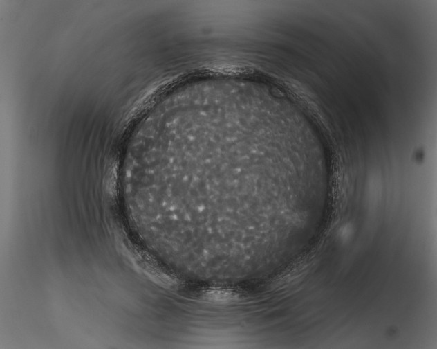 X0000116850596201001051508