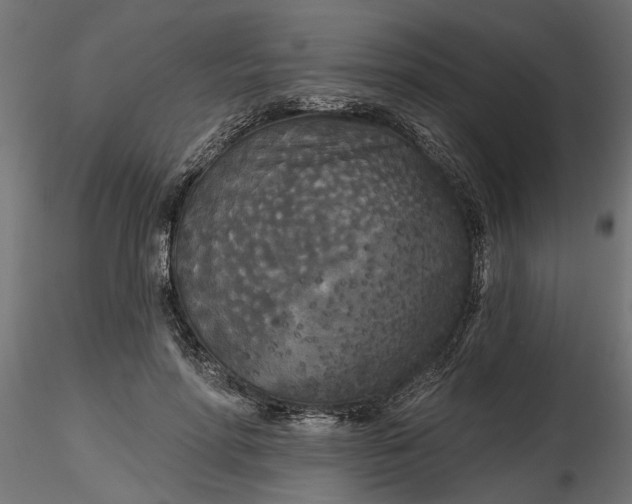 X0000116850598201001051508