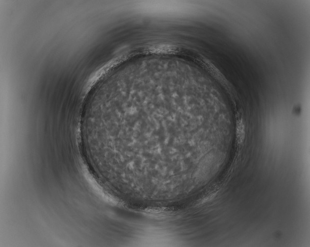 X0000116850725201001051505