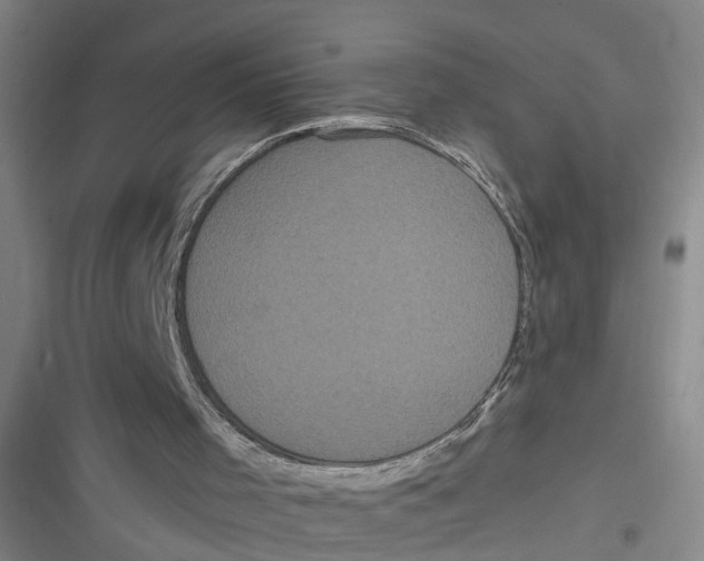 X0000116850001201001121229