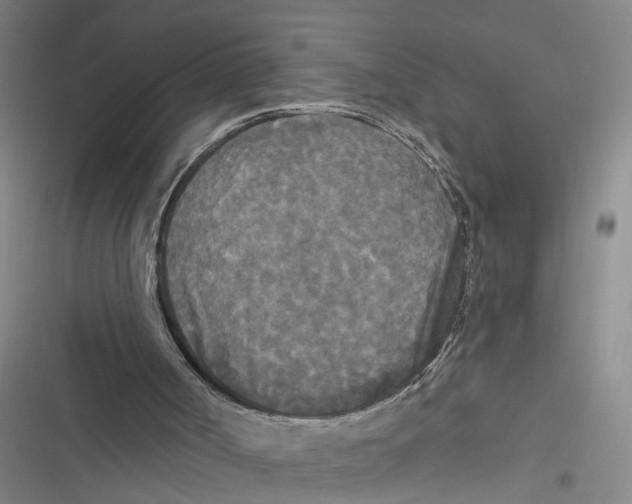 X0000116850002201001121229