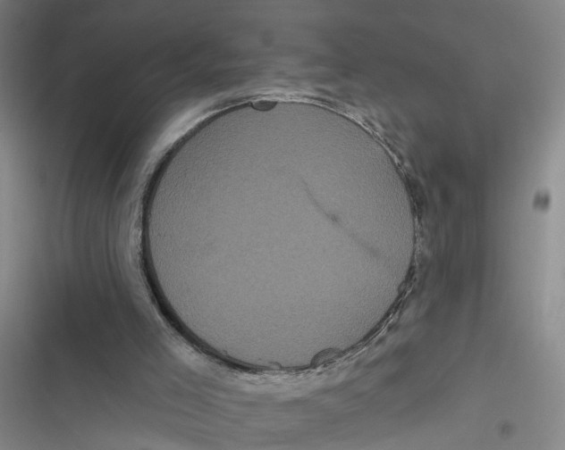 X0000116850005201001121229