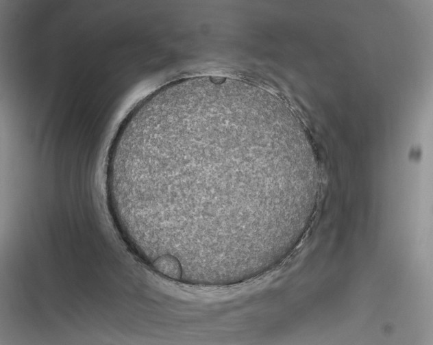 X0000116850006201001121229
