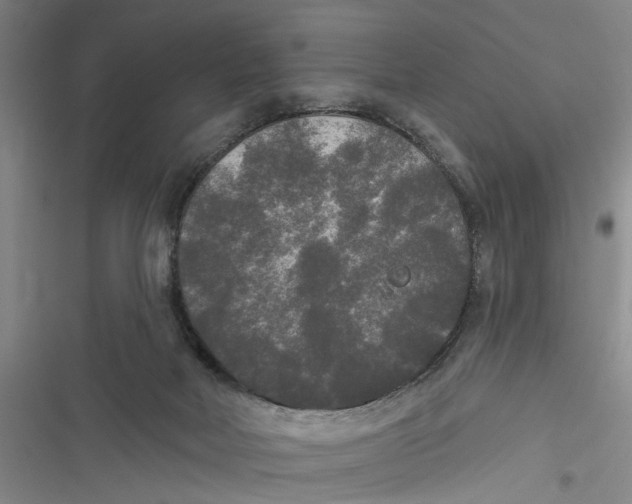 X0000116850026201001121229