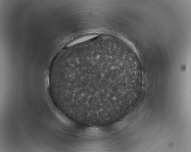 X0000116850061201001121228