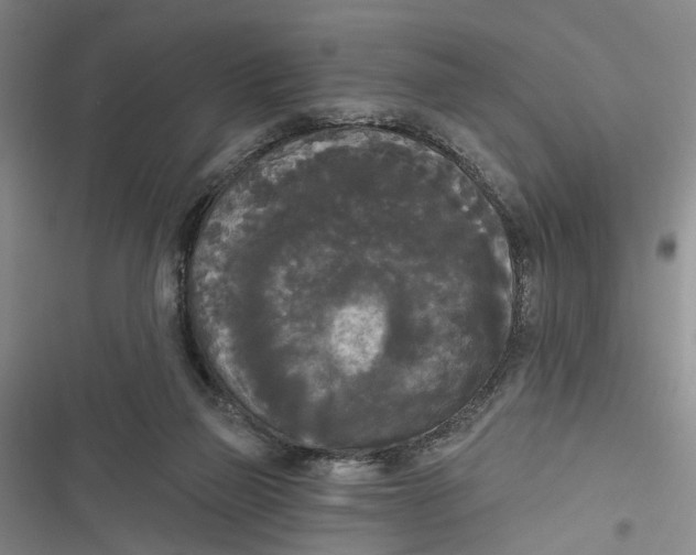 X0000116850165201001121227