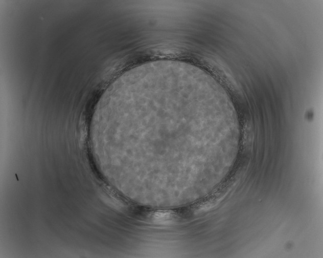X0000116850173201001121227