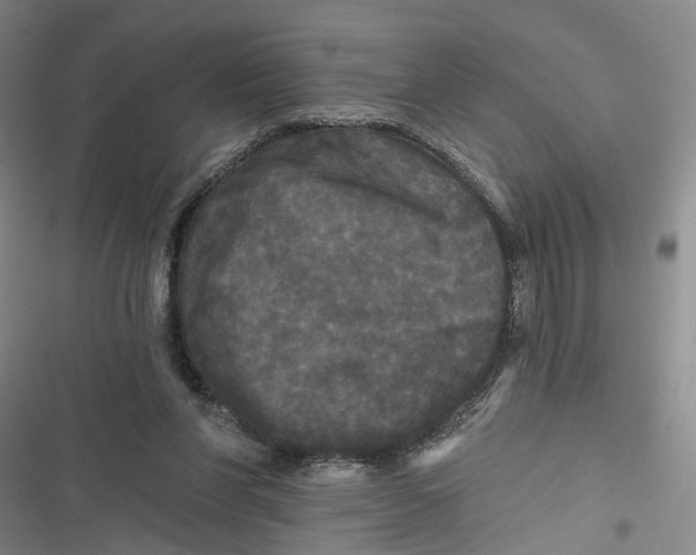X0000116850206201001121227