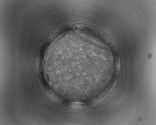 X0000116850222201001121226