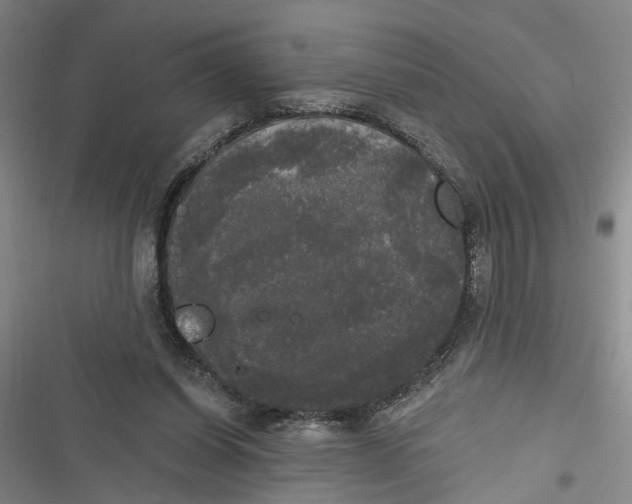 X0000116850254201001121226