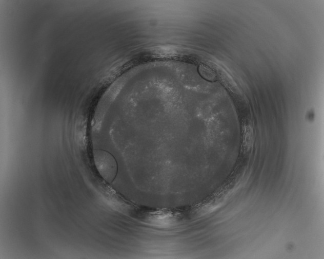 X0000116850267201001121226