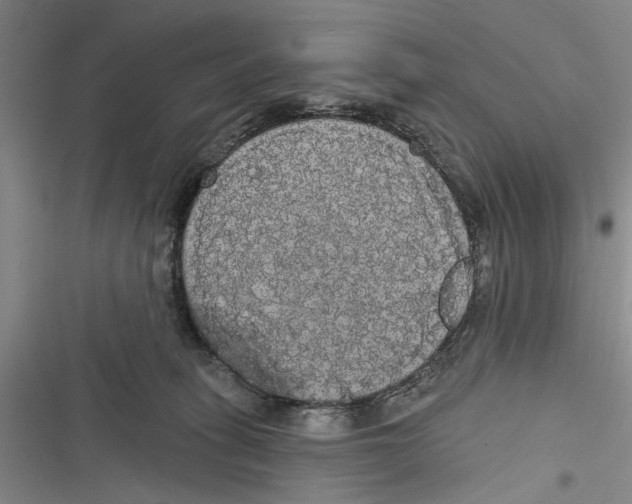 X0000116850275201001121226
