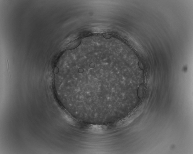 X0000116850277201001121226