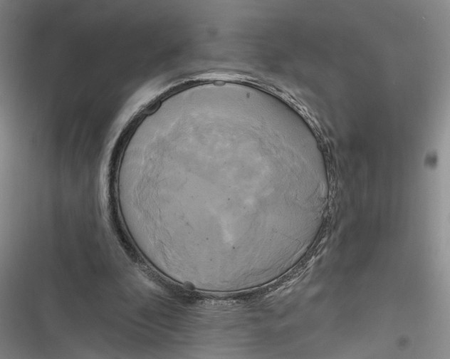 X0000116850296201001121225