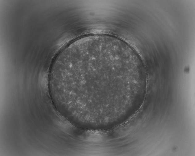 X0000116850297201001121225