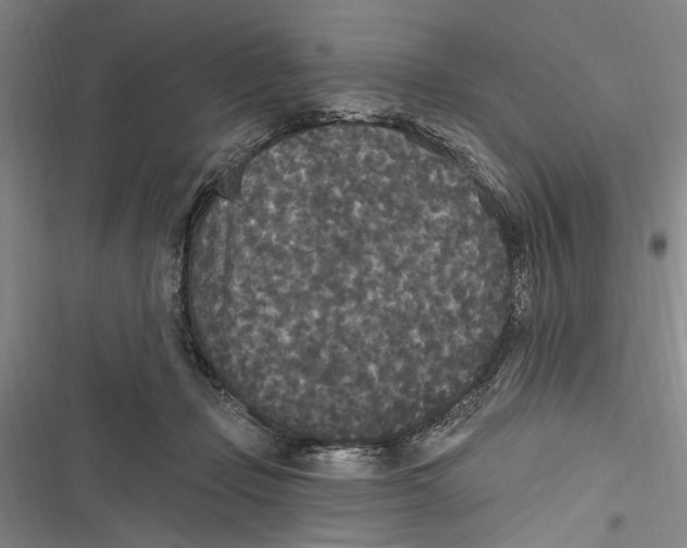 X0000116850365201001121225