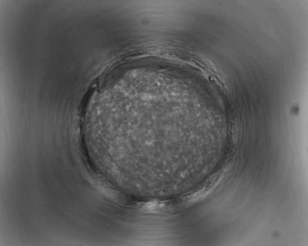 X0000116850366201001121225