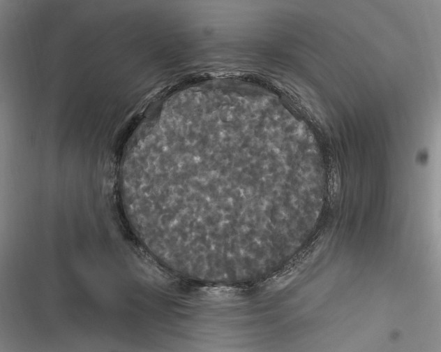 X0000116850367201001121225