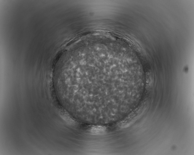 X0000116850369201001121225