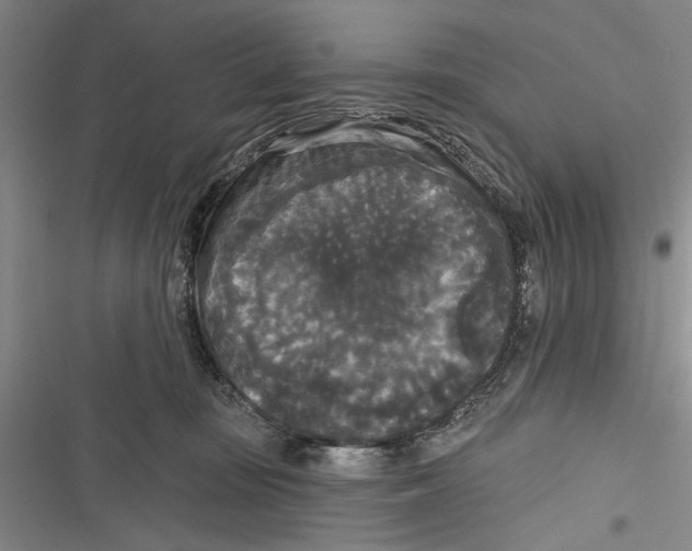 X0000116850371201001121225