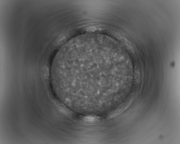 X0000116850375201001121225