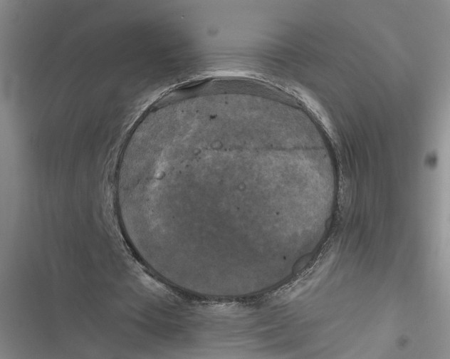 X0000116850385201001121224