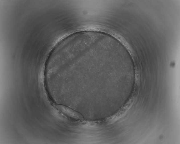 X0000116850434201001121223