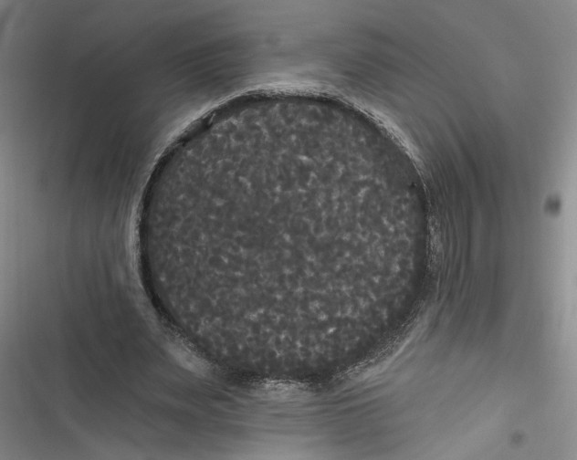 X0000116850487201001121223