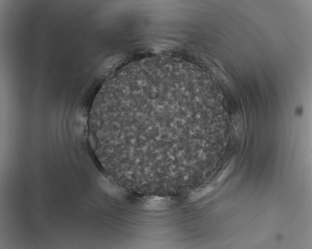 X0000116850527201001121222