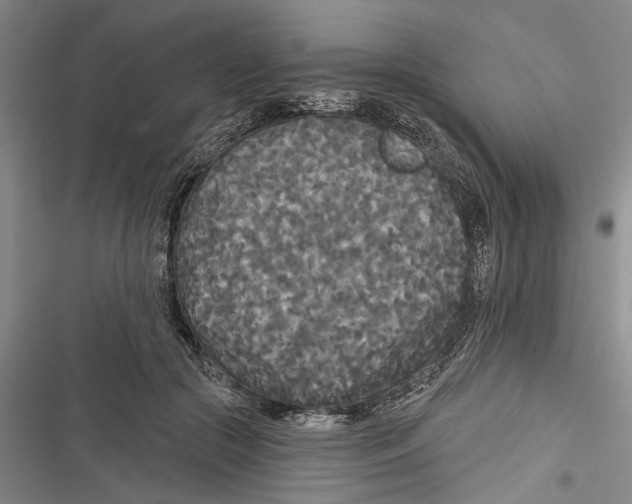 X0000116850553201001121222