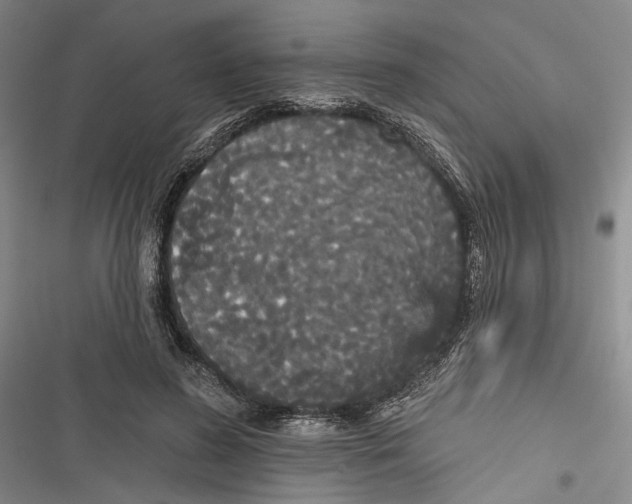 X0000116850596201001121221