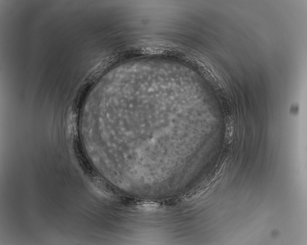 X0000116850598201001121221
