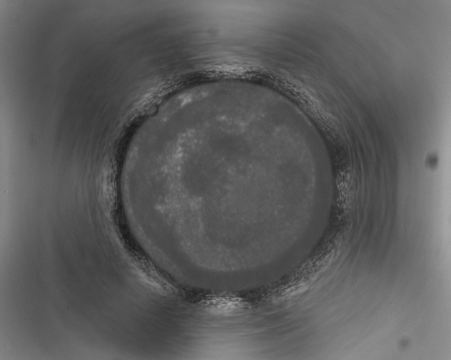 X0000116850642201001121221