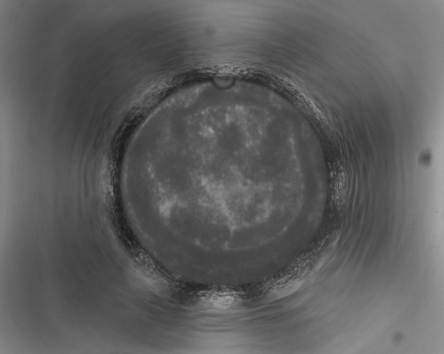 X0000116850643201001121221