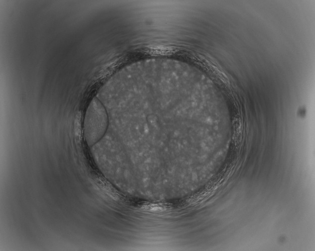 X0000116850655201001121221