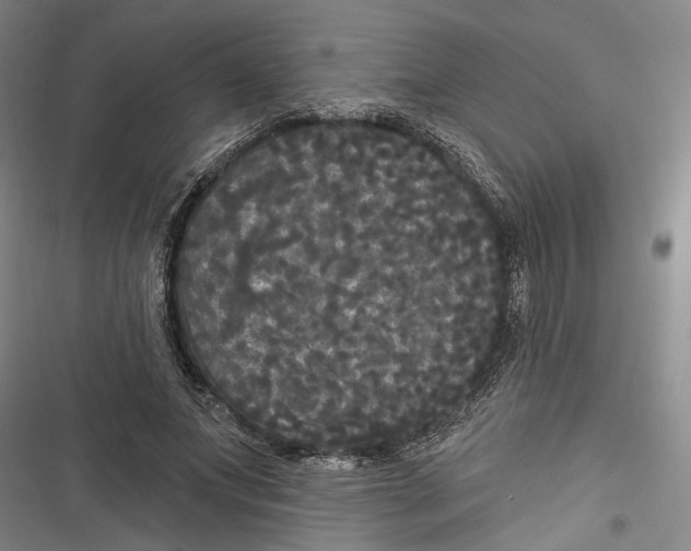 X0000116850687201001121220