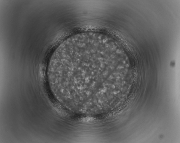 X0000116850695201001121220