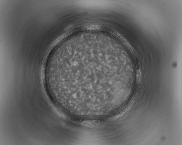 X0000116850725201001121219
