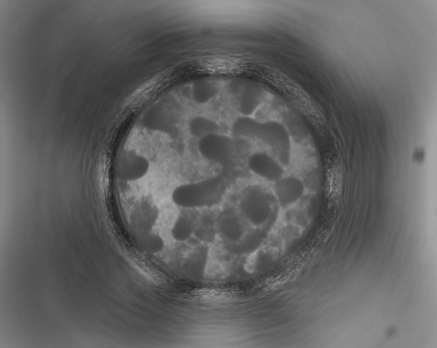 X0000116850733201001121219
