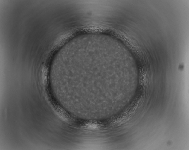 X0000116850742201001121219