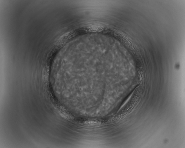 X0000116850745201001121219