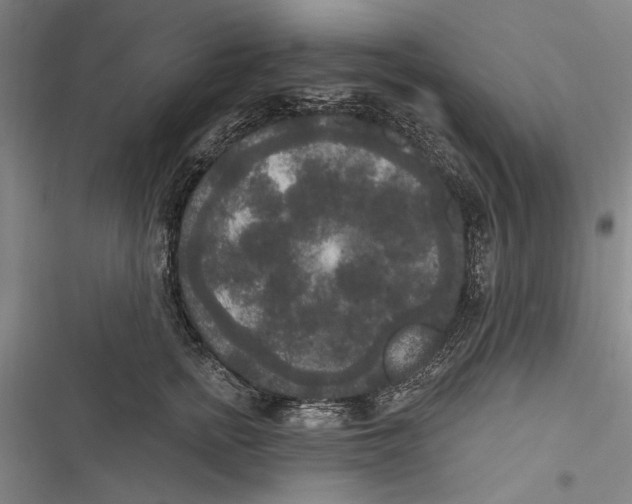 X0000116850758201001121219
