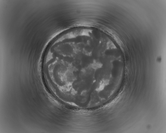 X0000116850779201001121219