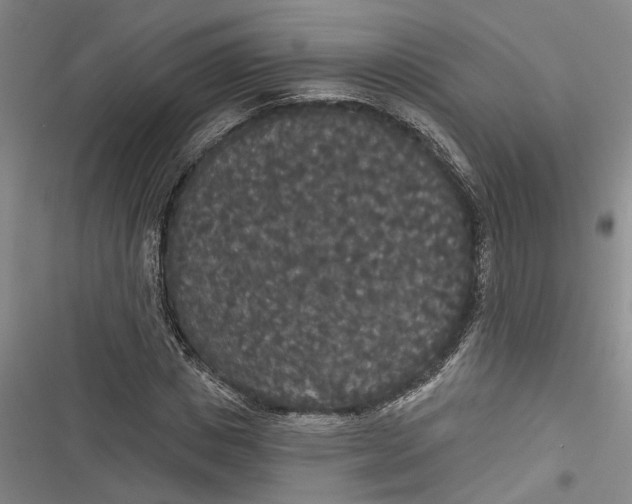 X0000116850825201001121218