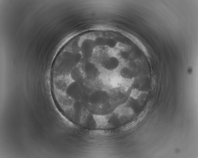 X0000116850855201001121218