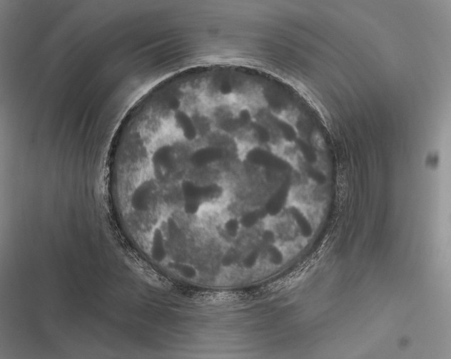 X0000116850879201001121217