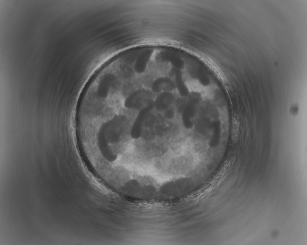 X0000116850895201001121217