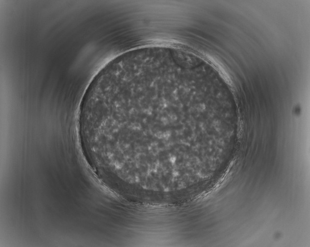 X0000116850899201001121217