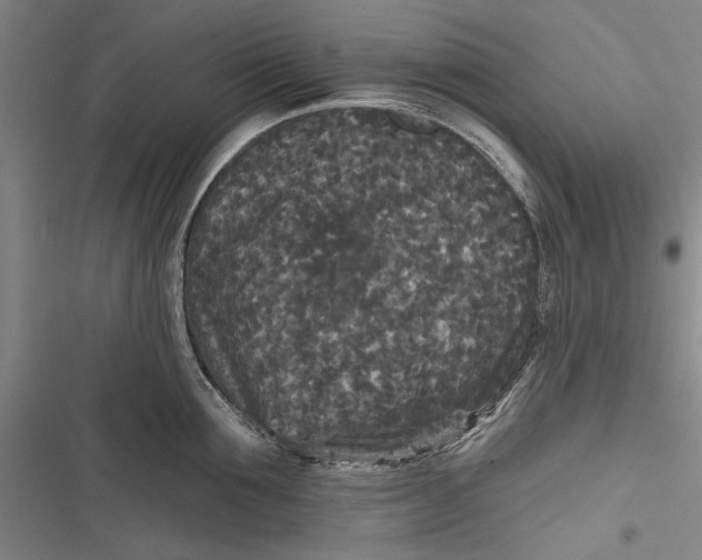 X0000116850907201001121217