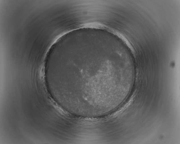 X0000116850923201001121217